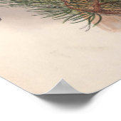 Poster Vintage Goshawk Bird (Coin)