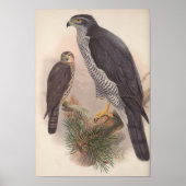Poster Vintage Goshawk Bird (Devant)