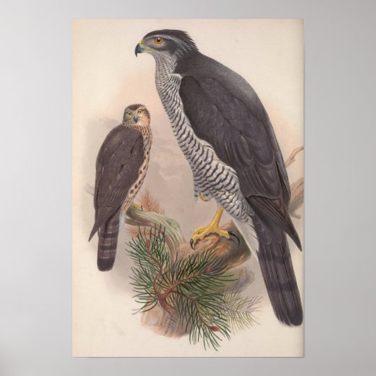 Poster Vintage Goshawk Bird (Devant)