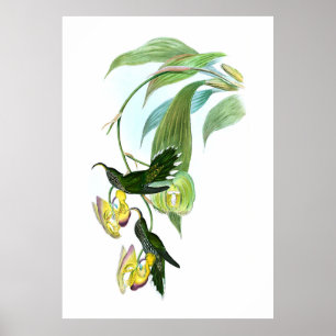 Poster Vintage Green Sickle Bill Hummingbird
