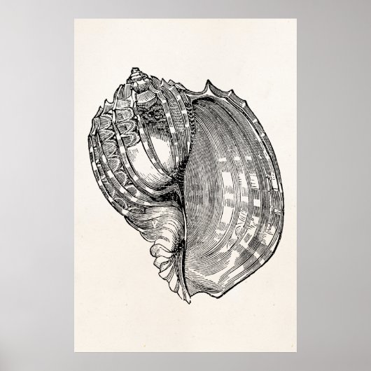 Poster Vintage Harp Seashell Antique Shells Modèle (Devant)