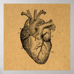 Poster Vintage Heart Diagram Illustration Vintage Art