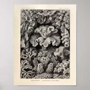 Poster Vintage Hexacoralla Coral Ernst Haeckel Imprimer
