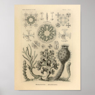 Poster Vintage Hexactinelle couleur Ernst Haeckel Imprime