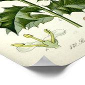 Poster Vintage Holly Botanical Art (Coin)