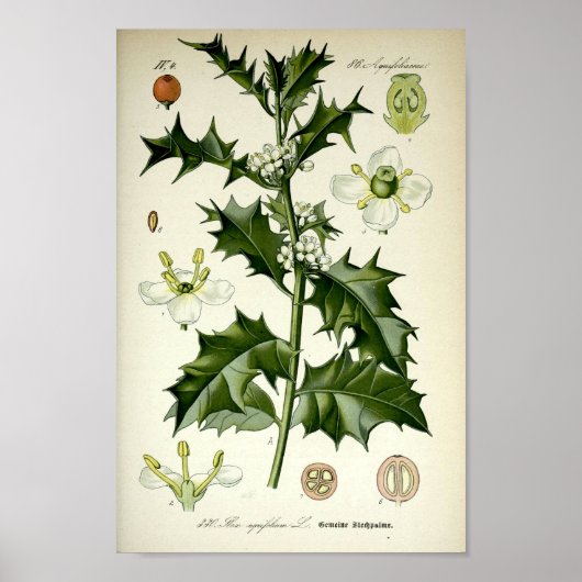 Poster Vintage Holly Botanical Art (Devant)