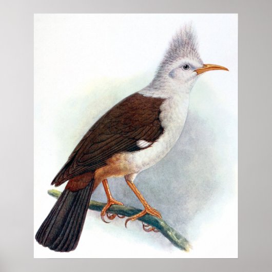 Poster Vintage Hoopoe Starling Bird (Devant)