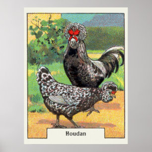 Poster Vintage Houdan Chicken