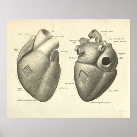 Poster Vintage Human Anatomy Print Heart (Devant)