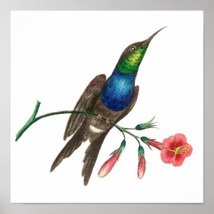 Poster Vintage hummingbird illustration