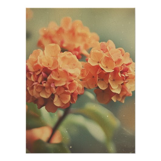 Poster Vintage Hydrangea Bloom - Warm Tones Film Texture (Devant)