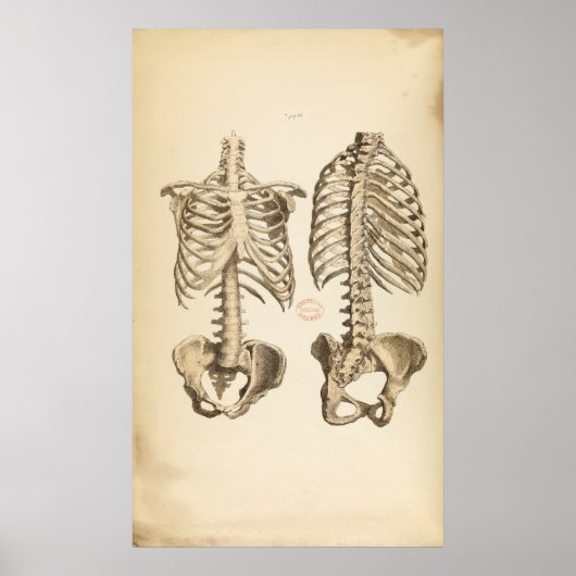 Poster Vintage Illustration of Bones of the Trunk (Devant)