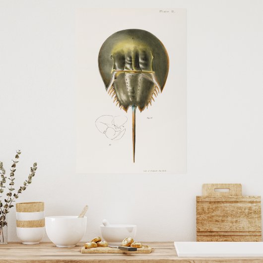 Poster Vintage Illustration of shellfish (Cuisine)