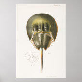 Poster Vintage Illustration of shellfish (Devant)