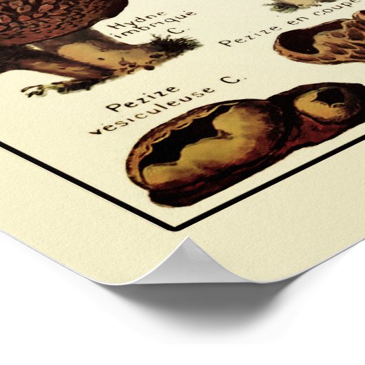 Poster vintage Imprimer Champignons Carte Champign (Coin)