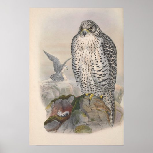 Poster Vintage Islande Faucon Bird (Devant)