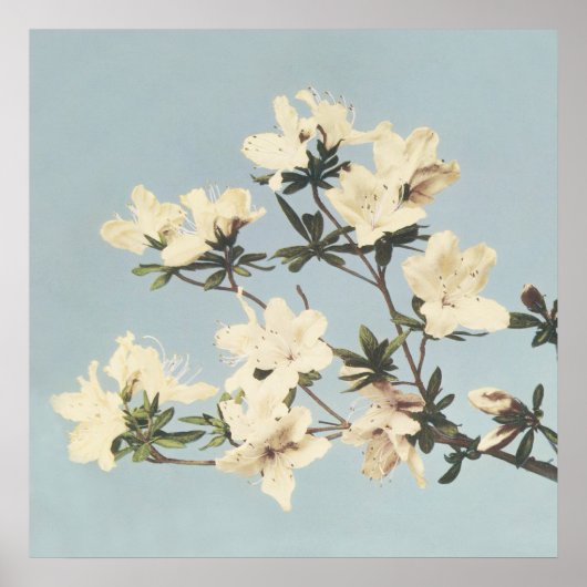 Poster Vintage japonais Azaleas (Devant)