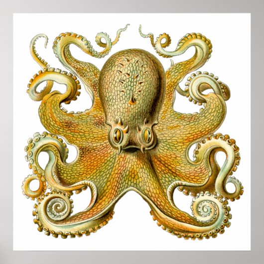 Poster Vintage Kraken, Octopus Gamochonia, Ernst Haeckel (Devant)