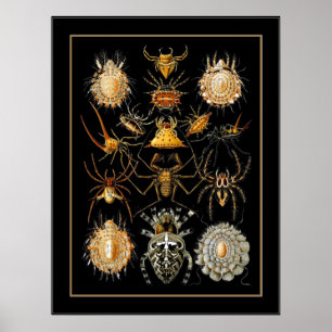 Poster Vintage Kunstenaar Ernst Haeckel Arachnida