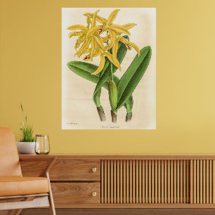 Poster Vintage Laelia Flammea Orchidée