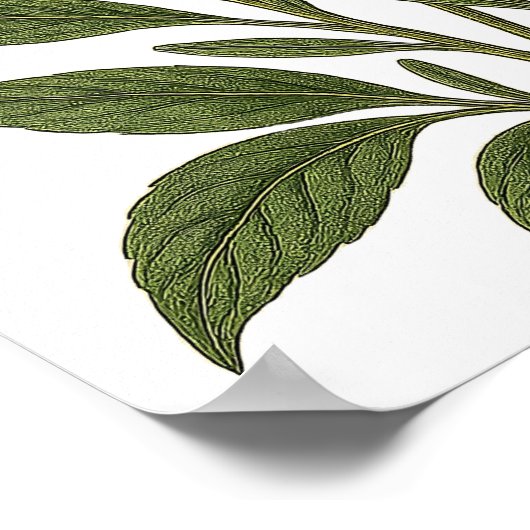 Poster Vintage Lavender (Coin)