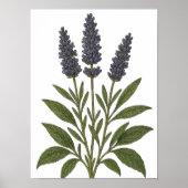 Poster Vintage Lavender (Devant)