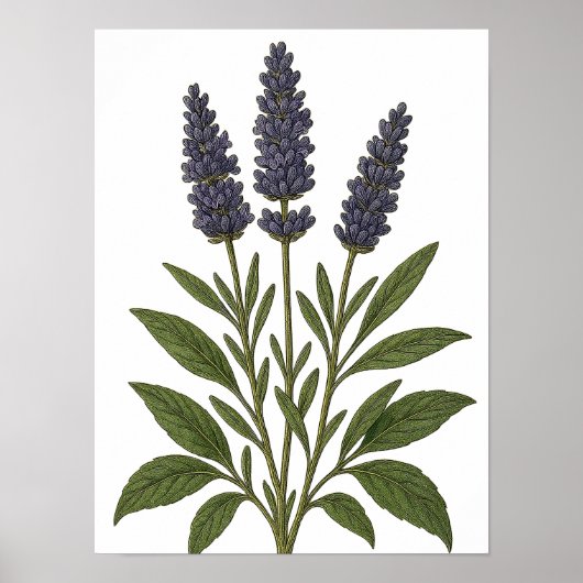 Poster Vintage Lavender (Devant)