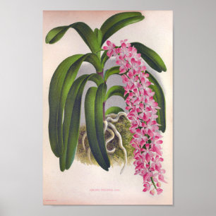 Poster Vintage Lilac Orchid Aerides Fieldingi Lindenia