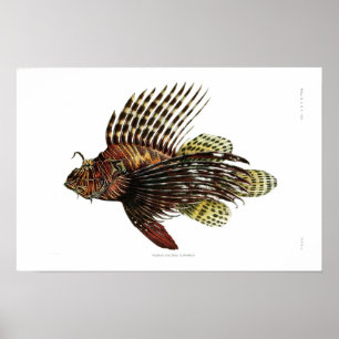 Poster Vintage Lionfish