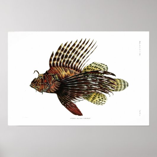 Poster Vintage Lionfish (Devant)