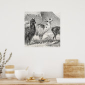 Poster Vintage Llama Alpaca Modèle Llamas Alpacas (Cuisine)