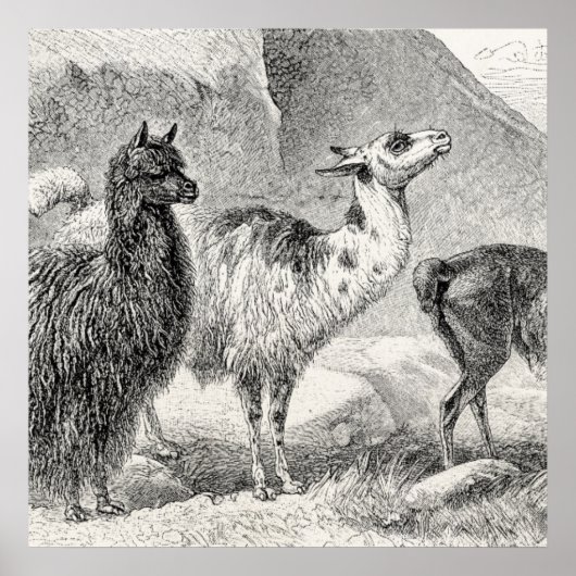 Poster Vintage Llama Alpaca Modèle Llamas Alpacas (Devant)