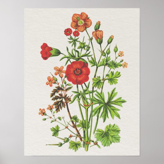 Poster Vintage look Botanique Cranesbill Floral (Devant)
