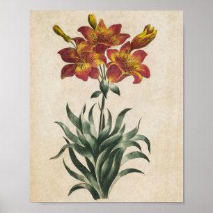 Poster Vintage Lys florales végétales Imprimer