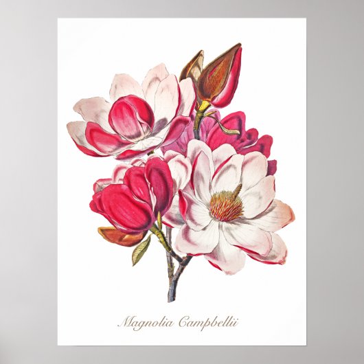 Poster Vintage Magnolia rose Fleurs blanches (Devant)