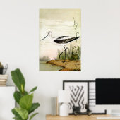 Poster Vintage Marine Life Shorebirds, Avocet Birds (Bureau à domicile)