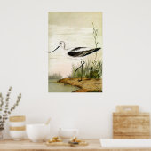 Poster Vintage Marine Life Shorebirds, Avocet Birds (Cuisine)
