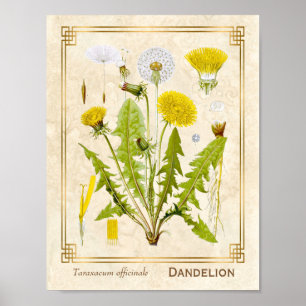 Poster Vintage Medicinal Herb Dandelion Flower Botanical