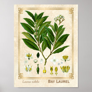 Poster Vintage Médicinal Plante Bay Laurel Herb Botanique