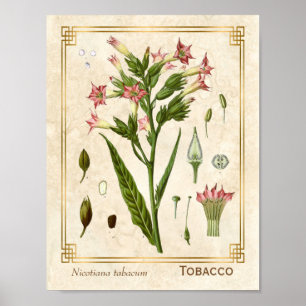 Poster Vintage médicinal Plante tabac Herbe Botanique