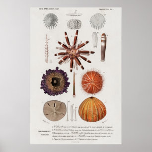 Poster Vintage Molluscs Illustration