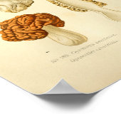 Poster Vintage Morchella Champignons Brown Art Imprimer F (Coin)
