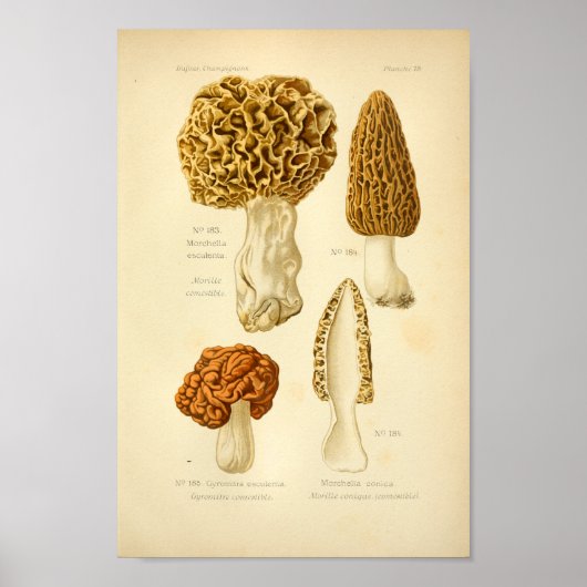 Poster Vintage Morchella Champignons Brown Art Imprimer F (Devant)