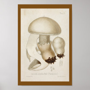 Poster Vintage Mushrooms White Casquette Art de 1899 Impr