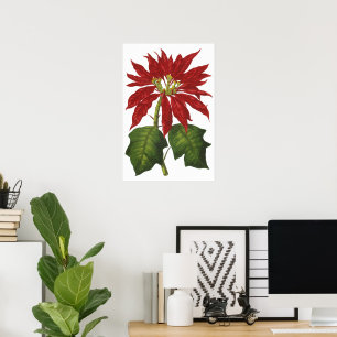 Poster Vintage Noël, Rouge Poinsettia Plante d'hiver
