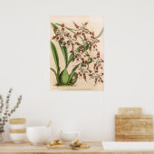 Poster Vintage Odontoglossum Orchid Flower (Cuisine)