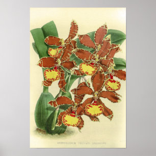 Poster Vintage Odontoglossum Orchid Flower