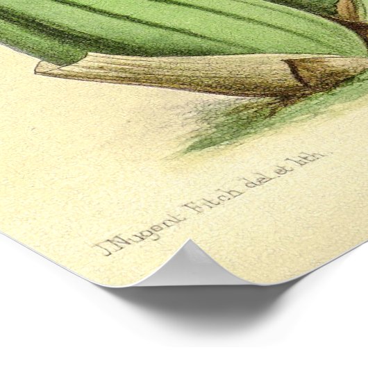 Poster Vintage Oncidium Sessile Orchidée (Coin)