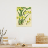 Poster Vintage Oncidium Sessile Orchidée (Cuisine)