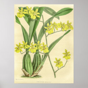 Poster Vintage Oncidium Sessile Orchidée